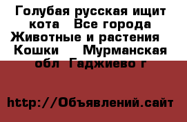 Голубая русская ищит кота - Все города Животные и растения » Кошки   . Мурманская обл.,Гаджиево г.